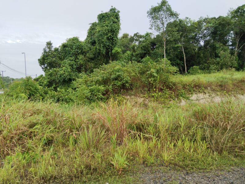 Mixed Zone Agriculture Land Matang Kuching 4.84 acre by Roadside for SALE